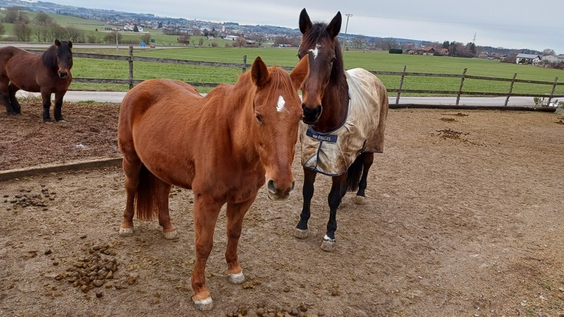 Philosophie der Scheiße – Beobachtungen und Deutungen beim Ausmisten