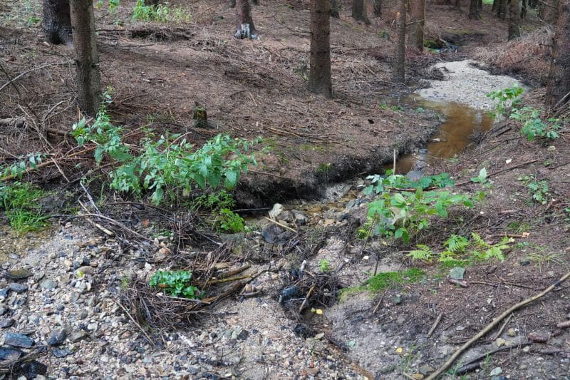 Ein kleiner Bach fließt durch ein bewaldetes Gebiet mit Bäumen, freiliegender Erde, Felsen und grüner Vegetation und bietet eine ruhige Umgebung, die sich perfekt zum Nachdenken oder für Coaching-Sitzungen inmitten der Natur eignet.