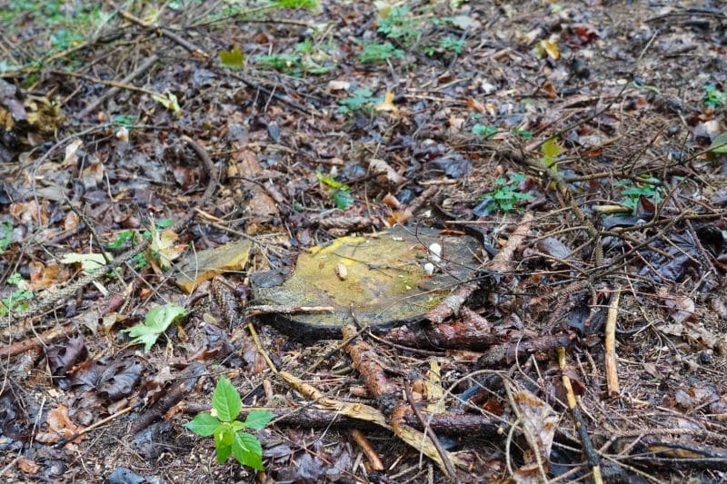 Ein Baumstumpf, umgeben von feuchter Erde, Wurzeln, Zweigen und verstreutem Laub in einem Waldgebiet - ein einladender Ort zum Nachdenken oder für Outdoor-Coaching-Sitzungen inmitten der Natur.