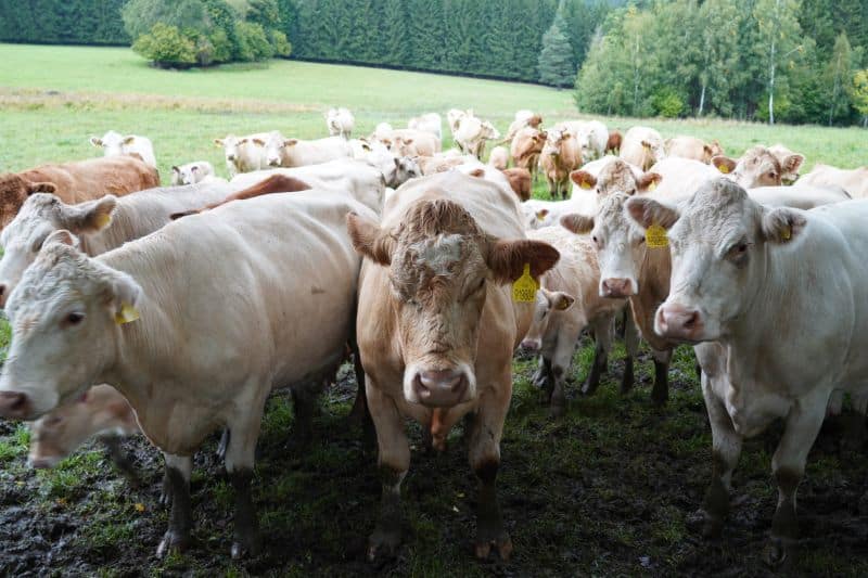 Eine Herde hellbrauner und weißer Kühe steht dicht beieinander auf einer grasbewachsenen Wiese, als wäre sie bereit für ein Gruppencoaching, mit Bäumen und Wald im Hintergrund.