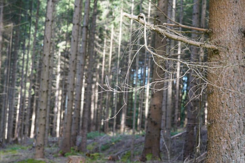 Die Nahaufnahme eines Baumstamms und kahler Äste in einem dichten Wald erinnert an den stetigen Halt und das Wachstum im Coaching, mit hohen, geraden Bäumen und grünem Gestrüpp im Hintergrund.