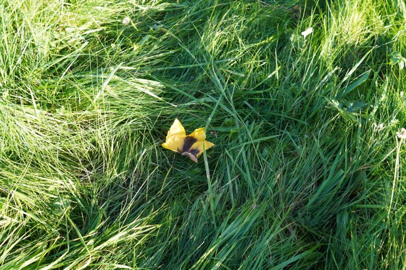 Ein einzelnes gelbes Blatt mit einem dunklen Zentrum liegt auf grünem, sonnenbeschienenem Gras und ruft ein Gefühl der Ruhe hervor, das oft in Coachingsitzungen gesucht wird.