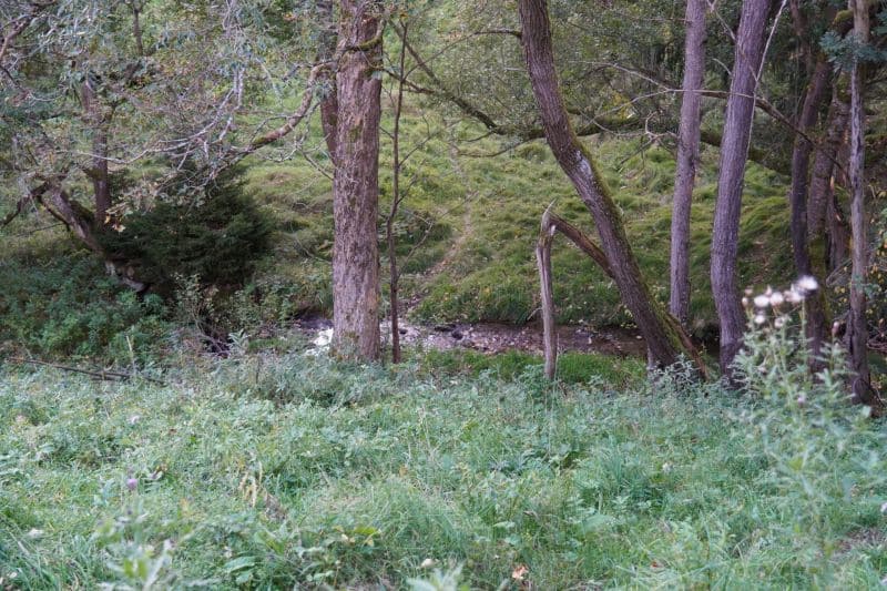 Ein kleiner Bach fließt durch eine von Bäumen und dichtem Grün umgebene Wiese und schafft eine friedliche Umgebung, die sich ideal für ruhige Besinnung oder Coaching-Sitzungen in der Natur eignet.