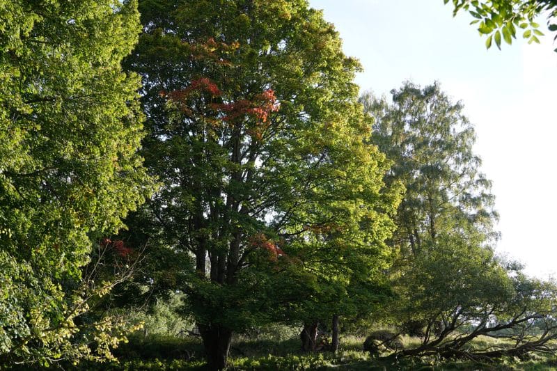 Große grüne Bäume, an deren Ästen sich bereits das orangefarbene Herbstlaub abzeichnet, stehen in einem sonnenbeschienenen Außenbereich - eine inspirierende Kulisse, die sich perfekt für Outdoor-Coachings eignet.