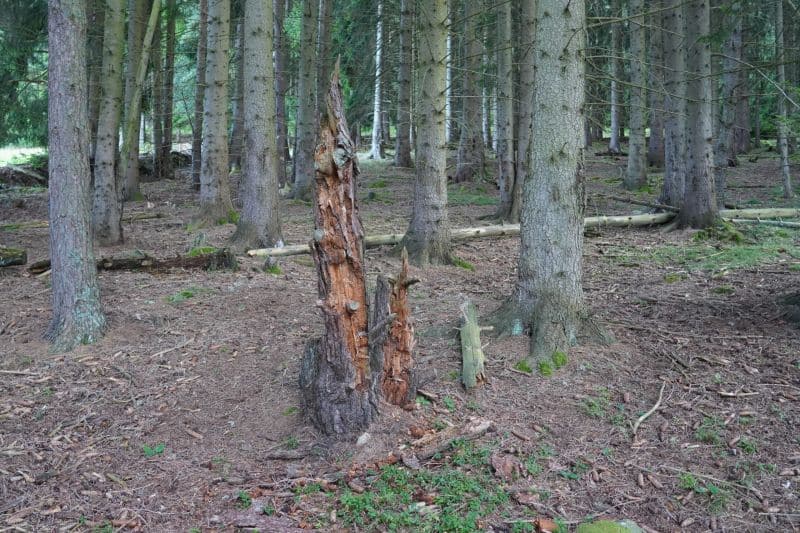 Ein abgebrochener Baumstumpf mit abblätternder Rinde steht inmitten hoher Kiefern auf einer Waldlichtung und wirkt wie ein ruhiger Ort, der ideal zum Nachdenken oder für ein von der Natur inspiriertes Coaching ist.