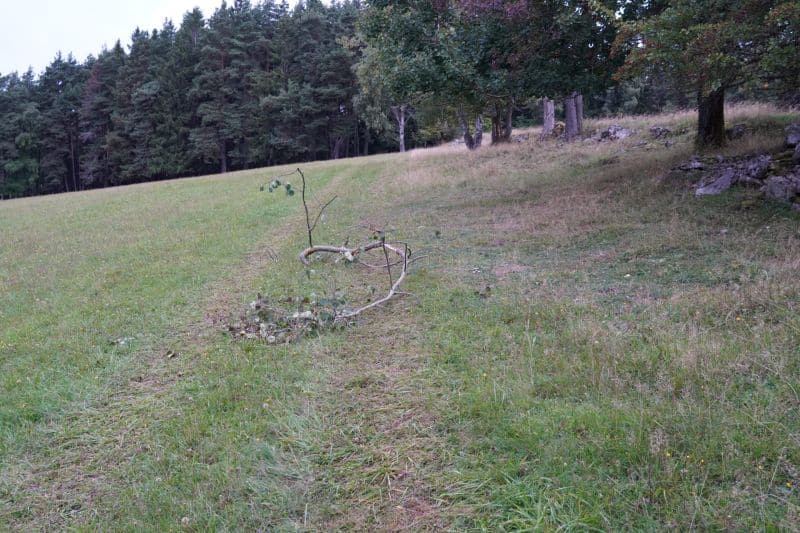 Ein abgebrochener Ast liegt auf einem grasbewachsenen Weg in einem von Bäumen und einem Steinzaun begrenzten Feld und bietet einen friedlichen Ort zum Nachdenken oder für Coaching-Sitzungen im Freien.