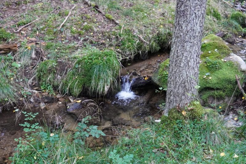 Ein kleiner Bach fließt durch eine grasbewachsene, moosbewachsene Fläche in einem Wald mit einem Baumstamm im Vordergrund und bietet eine friedliche Umgebung, die an von der Natur inspirierte Coaching-Sitzungen erinnert.