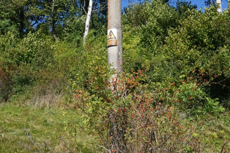 Ein Strommast mit einem Hochspannungswarnschild steht an einem sonnigen Tag inmitten dichter grüner Büsche und Bäume