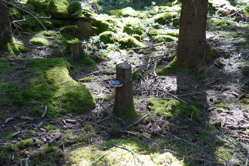 Ein moosbewachsener Waldboden mit mehreren Baumstümpfen und verstreuten Ästen, durch die das Sonnenlicht fällt - eine inspirierende Umgebung für Reflexion und Coaching inmitten der Natur.