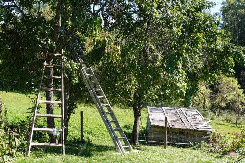 Zwei Holzleitern lehnen an einem Baum in einem grasbewachsenen Hof
