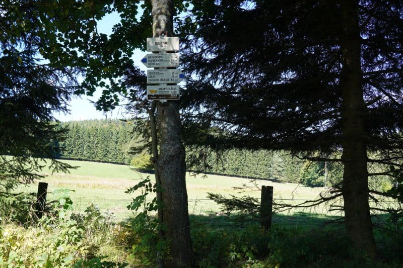 Ein Baum mit mehreren Hinweisschildern steht am Rande einer Wiese, die von dichten, immergrünen Bäumen bei klarem Tageslicht gesäumt wird