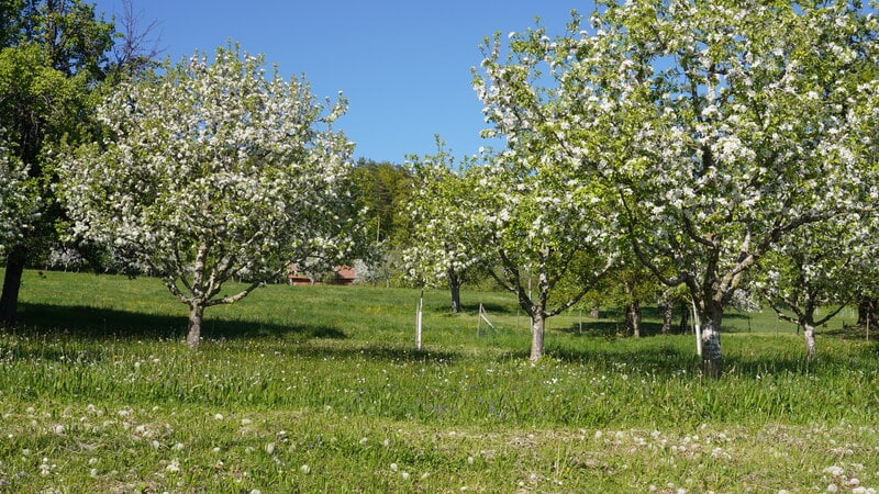 Obstgarten mit mehreren blühenden Bäumen und grünem Gras unter einem klaren blauen Himmel, mit einem kleinen Gebäude, das teilweise im Hintergrund zu sehen ist.