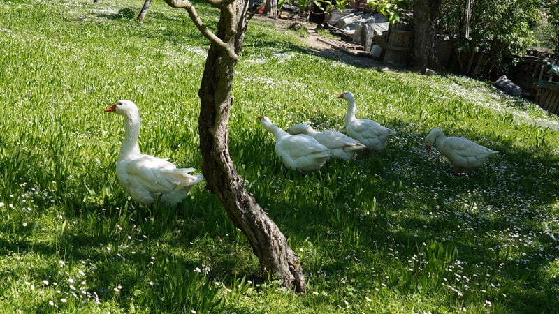 Fünf weiße Gänse stehen und gehen auf einer mit kleinen weißen Blumen übersäten Wiese, mit einem Baum im Vordergrund und gedämpftem Sonnenlicht.
